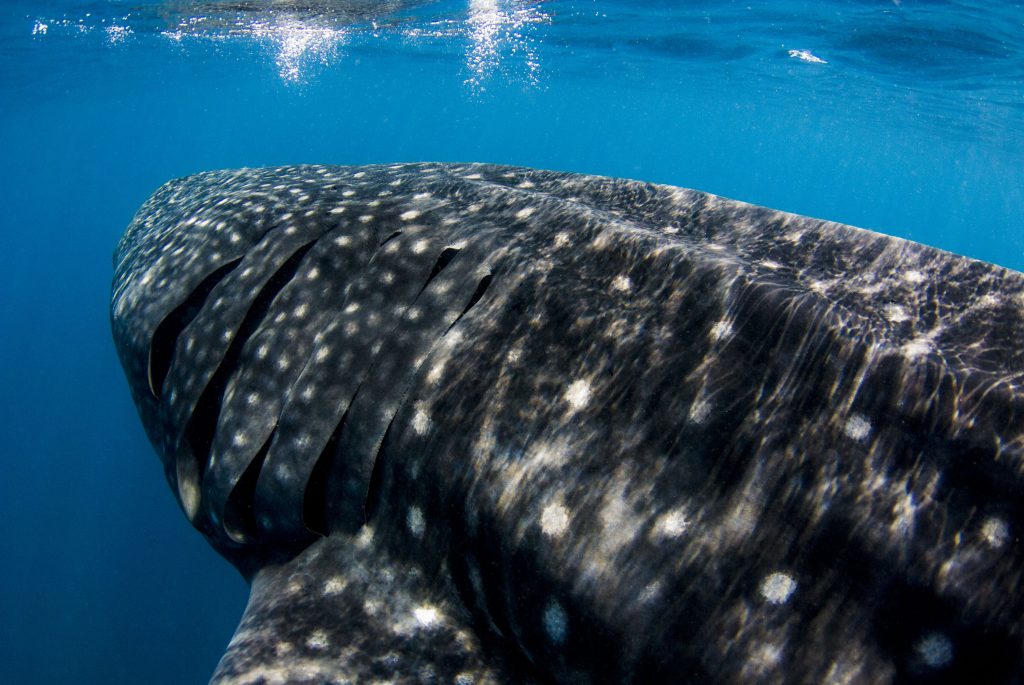 swimming with whale sharks