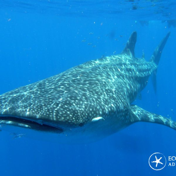 whale shark tours