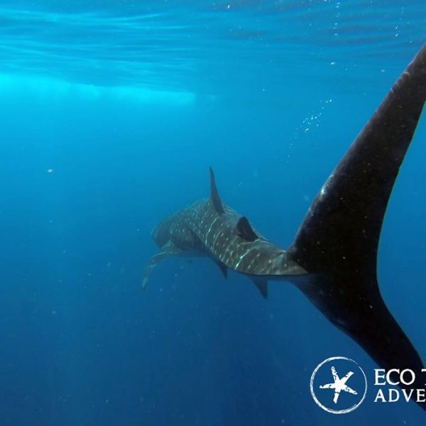 whale shark tail