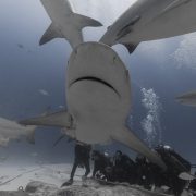 BULL SHARK