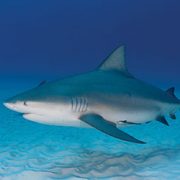 Private Tours Cancun. Private Tours Playa del Carmen