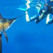 Whale Shark Snorkel In Cancun