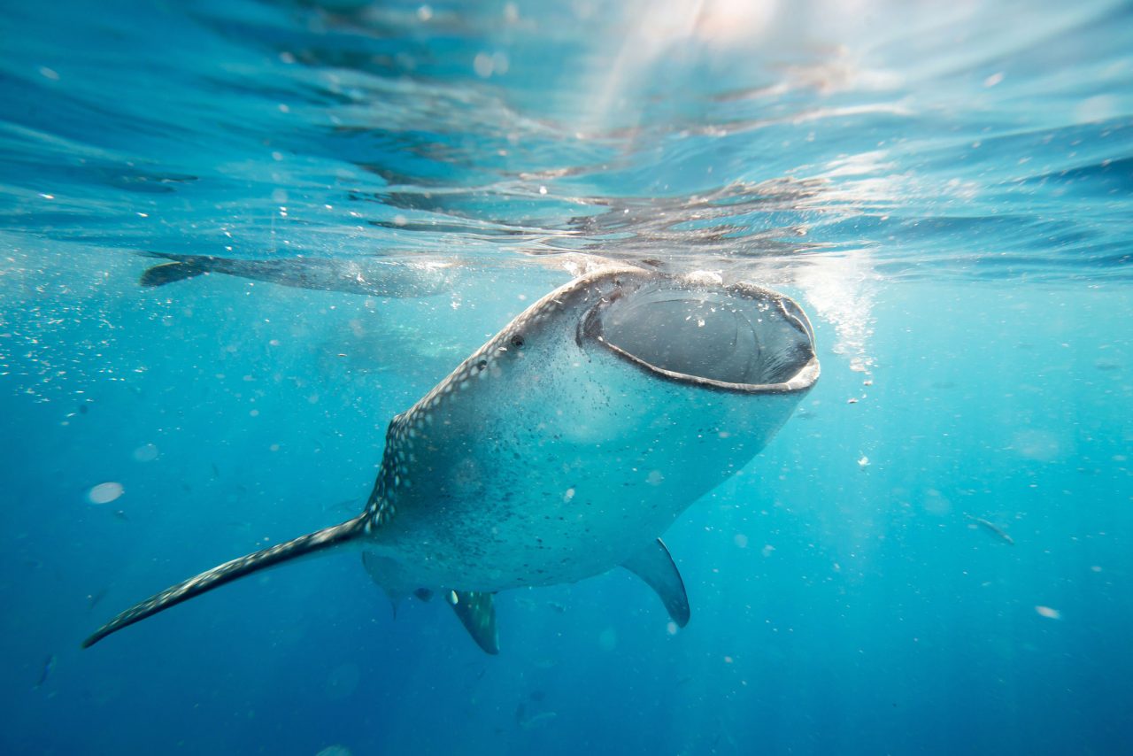 whale shark migration cancun