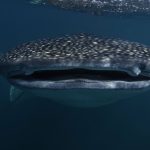 Whale shark Tours in Cancun