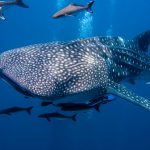 Tours and Wildlife Encounters in Cancun and Riviera Maya