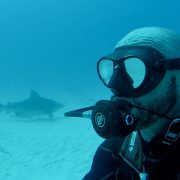 Cancun Whale Shark Tour Riviera Maya Whaleshark