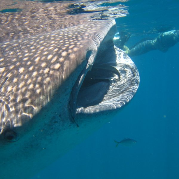 Whale Shark Tour Cancun Playa del Carmen Riviera Maya Mexico