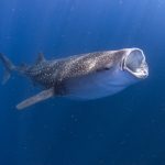 When Sargassum Covers the Beaches, It’s Actually the Best Time for Whale Shark Tours