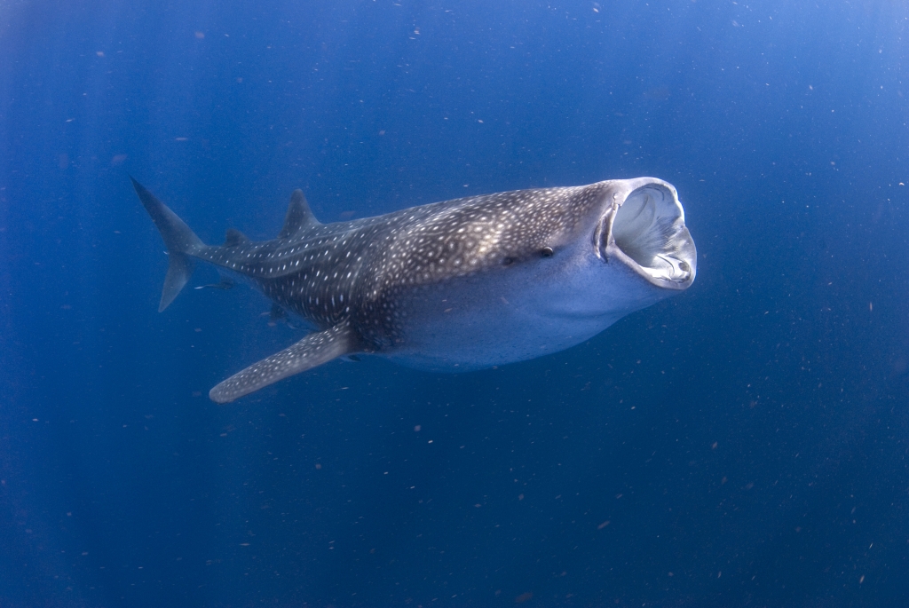 best time whale shark tours