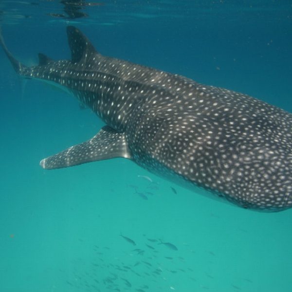 whale-3
