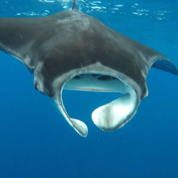 whale-shark-tour