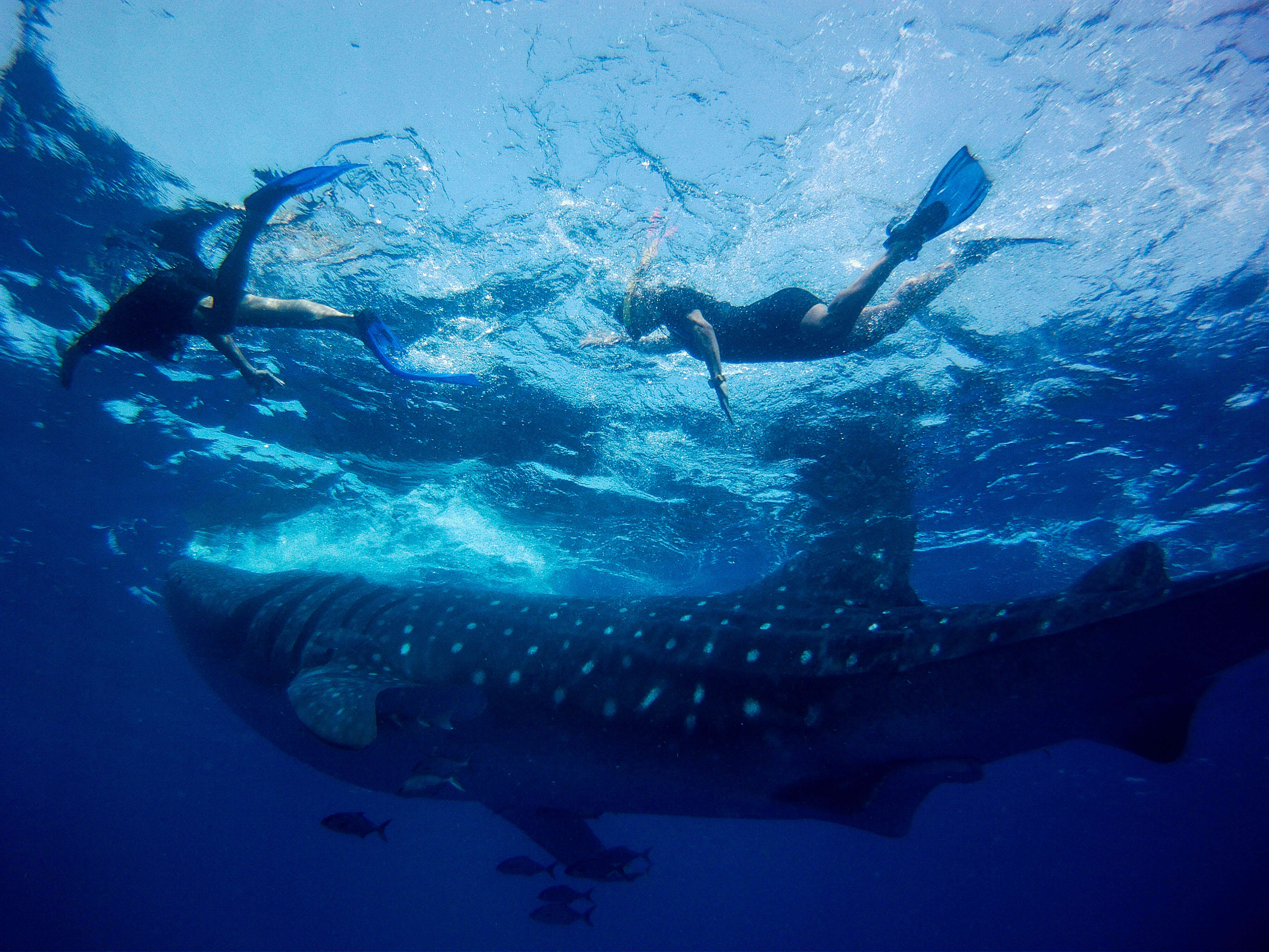 Cancun Whale Shark Tours