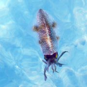 Private Tours Cancun. Private Tours Playa del Carmen