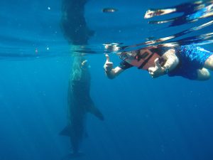 whale shark tour cancun