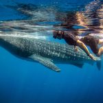 Swimming with Whale Sharks in Cancun: Citizen Science in Action