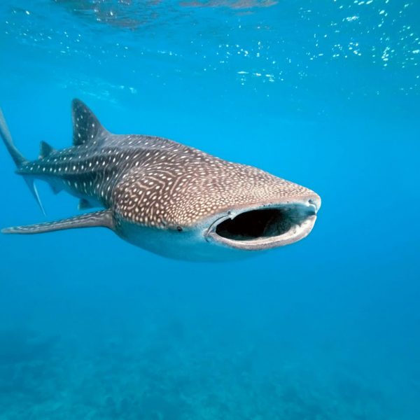 shutterstock_70078366