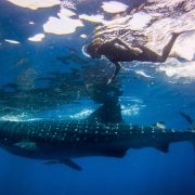 Cancun Whale Shark Tours