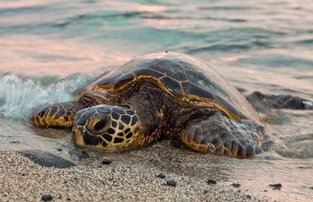 The sea turtles and its threats from Quintana Roo, Mexico