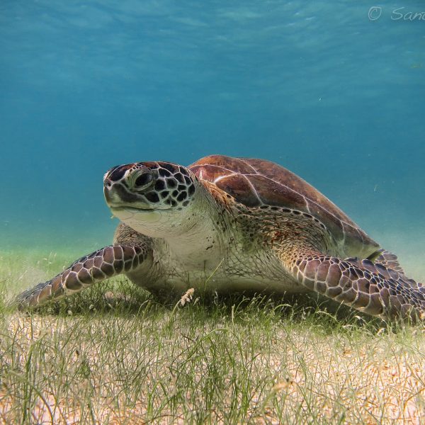tortugas-playa-del-carmen