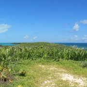 Cancun Whale Shark Tour Riviera Maya Whaleshark