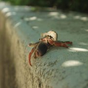 Cancun Whale Shark Tour Riviera Maya Whaleshark