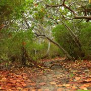 Cancun Whale Shark Tour Riviera Maya Whaleshark