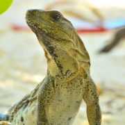 Cancun Whale Shark Tour Riviera Maya Whaleshark