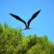Cancun Whale Shark Tour Riviera Maya Whaleshark