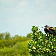 Cancun Whale Shark Tour Riviera Maya Whaleshark