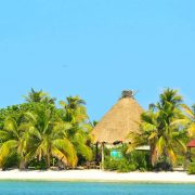 Cancun Whale Shark Tour Riviera Maya Whaleshark