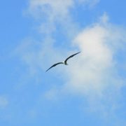 Cancun Whale Shark Tour Riviera Maya Whaleshark