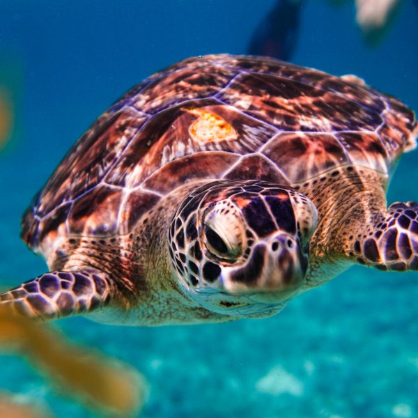 turtles and cenotes adventure