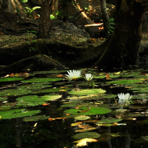 cenote-tour-turtles-cancun