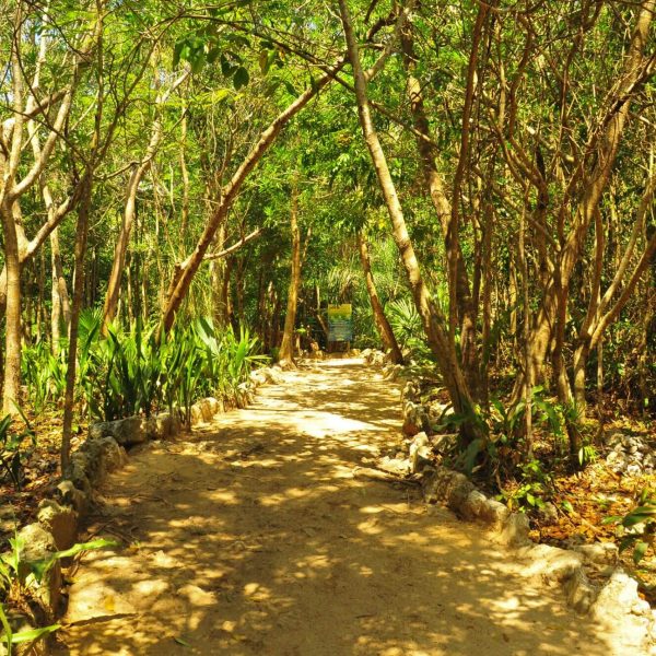 cenote-tour-turtles-riviera-maya