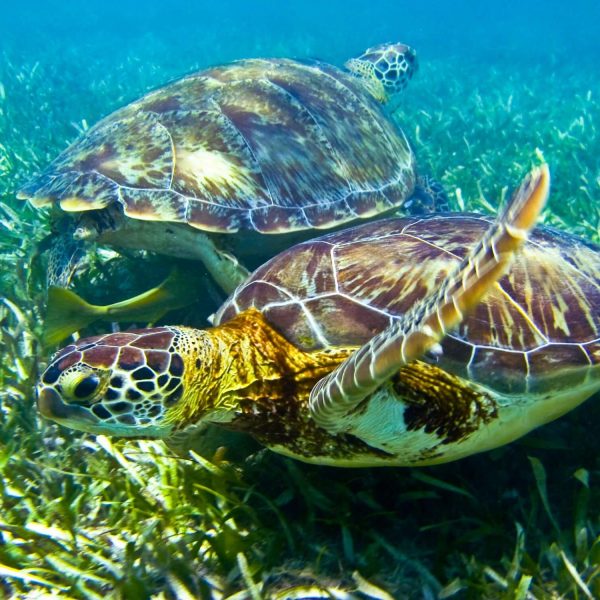 turtles-cenote-tour-cancun