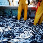 La sobrepesca está ocurriendo en todo el mundo