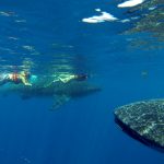 WHALE SHARK TOUR, ALL YOU NEED TO KNOW