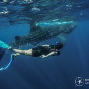 swimming with whale sharks