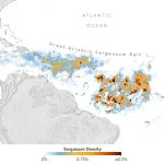 The Origins of Sargassum: From the Sargasso Sea to the Great Atlantic Sargassum Belt