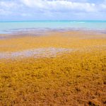 The Origins of Sargassum: From the Sargasso Sea to the Great Atlantic Sargassum Belt