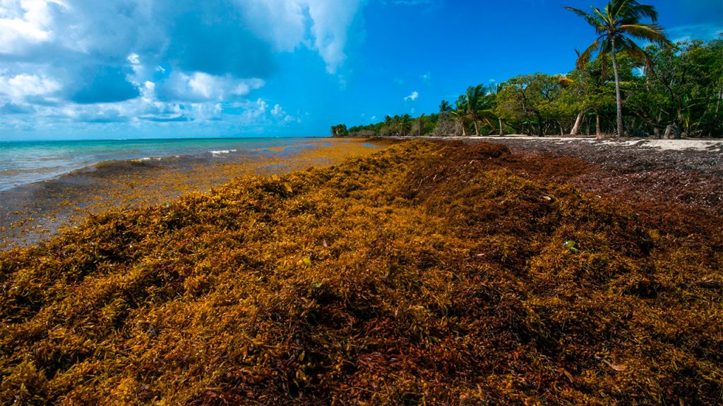 Massive sargassum invasion on Caribbean beach