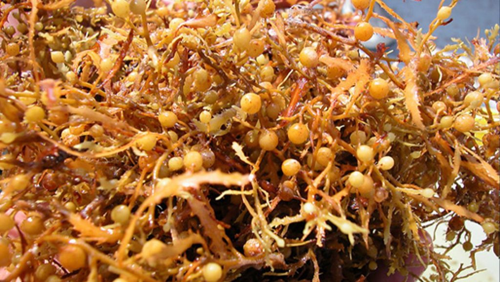 Close-up of Sargassum natans with visible air bladders